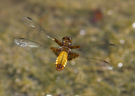 Libellula depressa